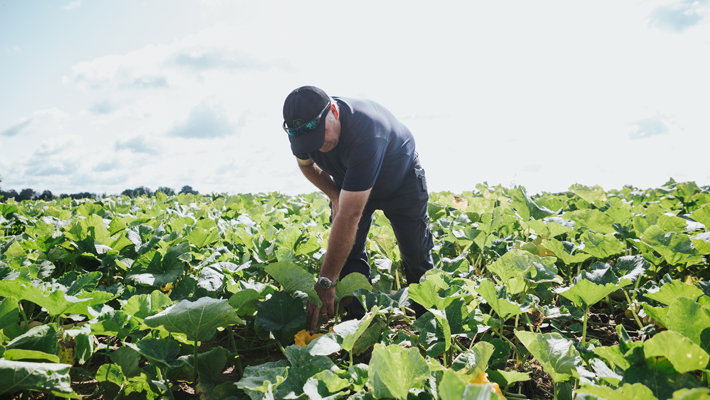 farmer in watermelon field